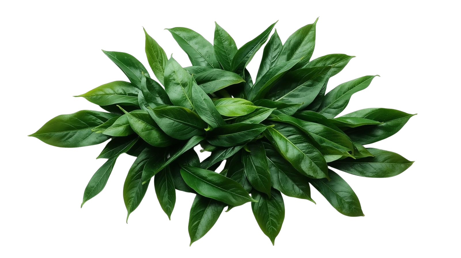 Camellia sinensis leaves on a white background